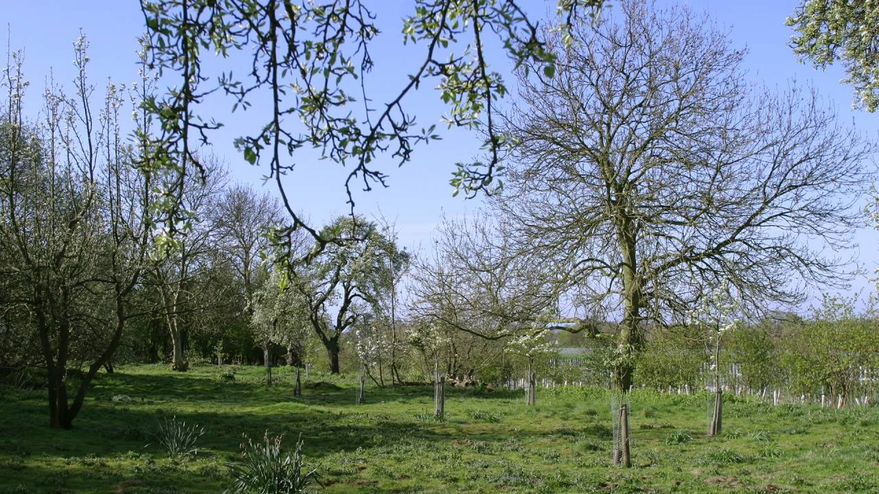 Cross O&#039;Cliff orchard