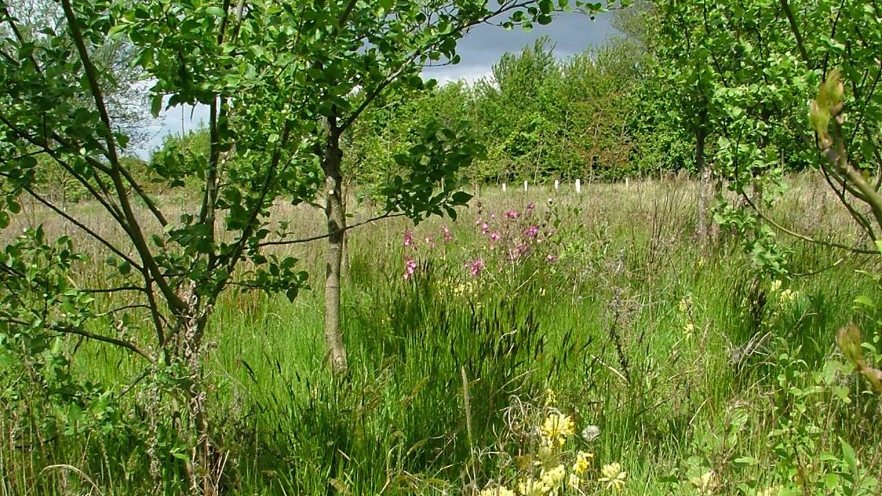 Horncastle Community Woodland