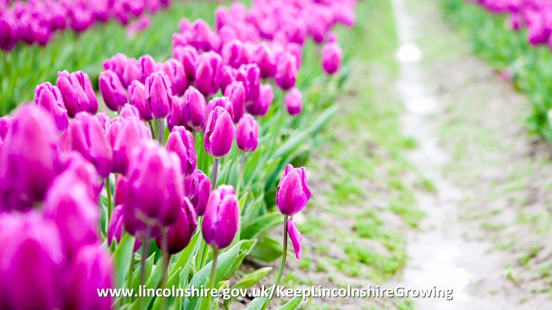 A field of purple flowers with the web address www.lincolnshire.gov.uk/KeepLincolnshireGrowing displayed at the bottom